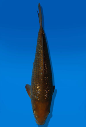 Koi Auktion Dainichi GinrinChagoi JumboTosai BrownMonkey - 24cm GT6-1103