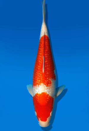 Koi Auktion Dainichi GinrinKohaku JumboTosai XGinrinKohaku - 30cm GT5-1104