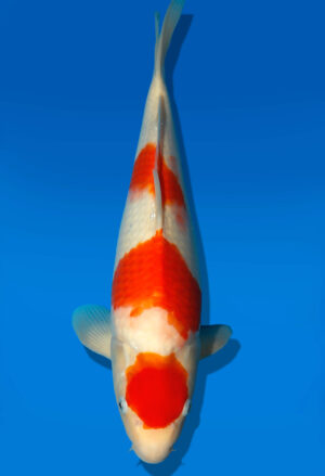 Koi Auktion Dainichi Kohaku JumboTosai Wild - 40cm GT5-1105