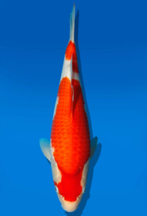 Koi Auktion Dainichi Kohaku JumboTosai Wild - 35cm GT5-1106
