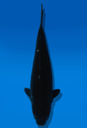 Koi Auktion Dainichi BlackDiamond JumboTosai BlackZeus - 34cm GT5-1107