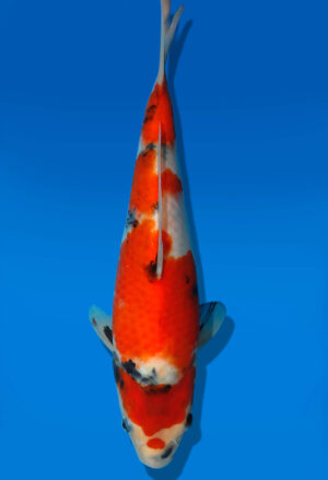 Koi Auktion Dainichi Showa JumboTosai Monroe - 26cm GT5-1108