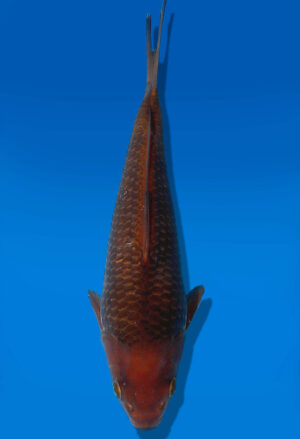 Koi Auktion Dainichi Chagoi JumboTosai BrownMonkey - 24cm GT5-1109