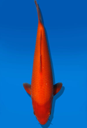 Koi Auktion Dainichi Karashigoi JumboTosai YellowMonkey - 24cm GT5-1111