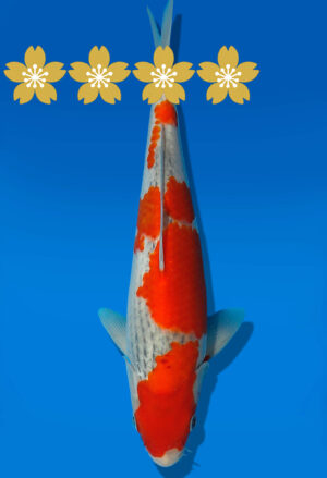 Koi Auktion Kanno Goshiki JumboTosai Kanno - 24cm GT5-1110