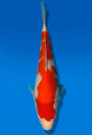 Koi Auktion Dainichi Kohaku JumboTosai Wild - 26cm GT5-1112