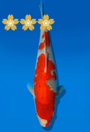 Koi Auktion Kanno Goshiki JumboTosai Kanno - 29cm GT5-1113