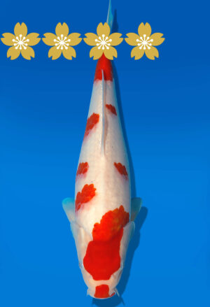 Koi Auktion Dainichi Kohaku JumboTosai WhiteDragon - 35cm GT5-1114