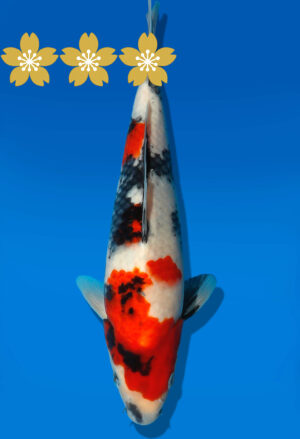 Koi Auktion Dainichi Showa JumboTosai Monroe - 26cm GT4-1115