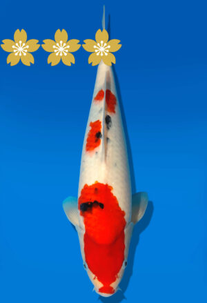 Koi Auktion Dainichi Sanke JumboTosai NewMSankejr. - 34cm GT4-1115