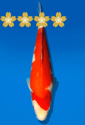 Koi Auktion Dainichi Kohaku JumboTosai Wild - 40cm GT4-1116