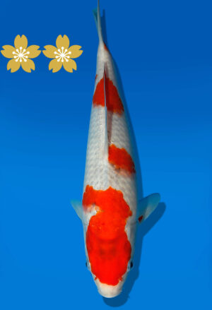 Koi Auktion Kanno Goshiki JumboTosai Kanno - 27cm GT4-1117