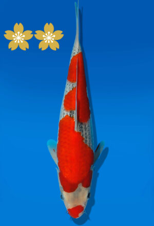 Koi Auktion Kanno Goshiki JumboTosai Kanno - 26cm GT4-1118