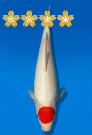 Koi Auktion Kanno TanchoGoshiki JumboTosai Kanno - 28cm GT4-1119