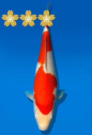 Koi Auktion Dainichi Kohaku JumboTosai WhiteDragon - 34cm GT4-1121
