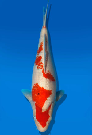 Koi Auktion Kanno TanchoGoshiki JumboTosai Kanno - 34cm GT4-1120