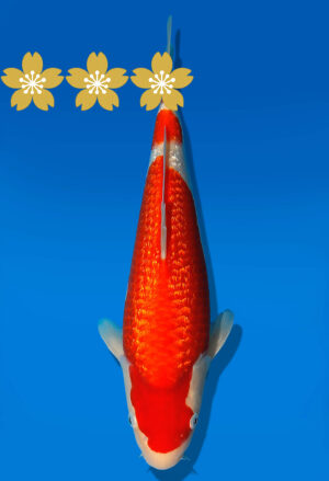 Koi Auktion Dainichi GinrinKohaku JumboTosai XGinrinKohaku - 33cm GT4-1122