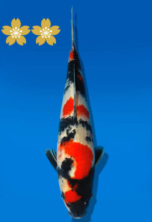 Koi Auktion Dainichi Showa JumboTosai Monroe - 29cm GT4-1123