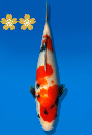 Koi Auktion Dainichi Showa JumboTosai SuperMonster - 32cm GT4-1124