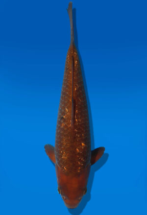 Koi Auktion Dainichi GinrinChagoi JumboTosai BrownMonkey - 27cm GT2-1125