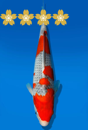 Koi Auktion Kanno Goshiki JumboTosai Kanno - 29cm GT2-1126