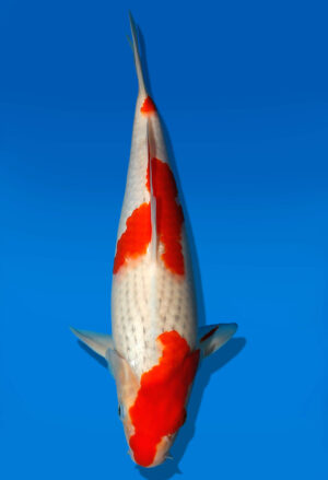 Koi Auktion Kanno Goshiki JumboTosai Kanno - 27cm GT2-1127