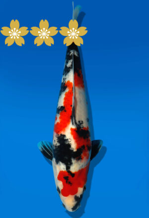 Koi Auktion Dainichi Showa JumboTosai Monroe - 31cm GT2-1128