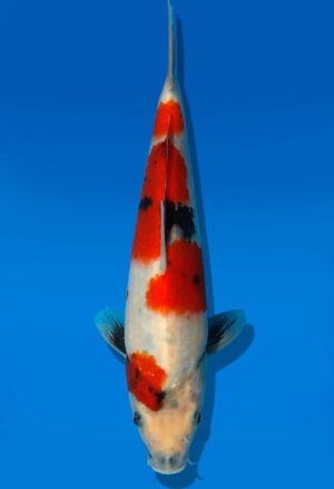 Koi Auktion Dainichi Showa JumboTosai Monroe - 23cm GT3-1129