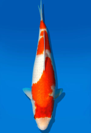 Koi Auktion Kanno Goshiki JumboTosai Kanno - 31cm GT3-1130
