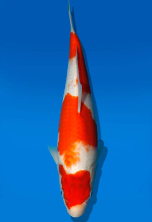 Koi Auktion Kanno Goshiki JumboTosai Kanno - 31cm GT3-1131