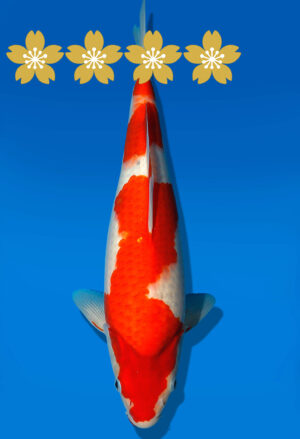 Koi Auktion Kanno Goshiki JumboTosai Kanno - 36cm GT3-1132