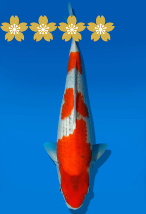 Koi Auktion Kanno Goshiki JumboTosai Kanno - 31cm GT1-1133