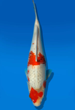 Koi Auktion Kanno Goshiki JumboTosai Kanno - 36cm GT1-1134