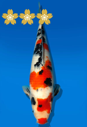 Koi Auktion Dainichi Sanke JumboTosai NewMSankejr. - 40cm GT1-1135