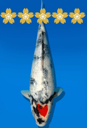 Koi Auktion Dainichi GinrinTShowa JumboTosai XGinrinShowa - 33cm GT1-1136