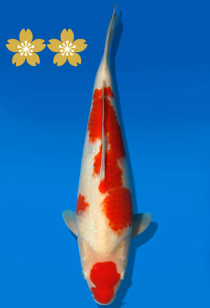 Koi Auktion Dainichi Kohaku JumboTosai RedTiger - 36cm GT7-1137