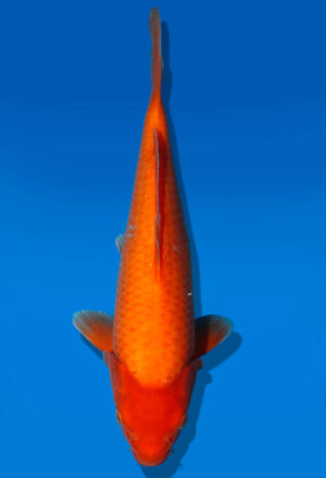 Koi Auktion Dainichi Benigoi JumboTosai RedTiger - 32cm GT7-1138