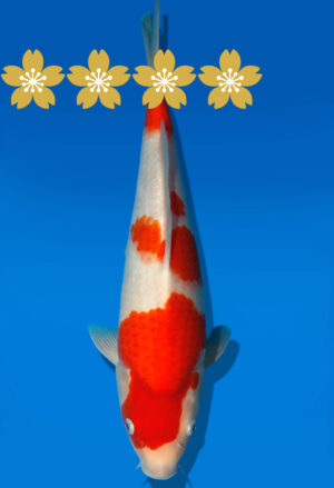Koi Auktion Dainichi Kohaku JumboTosai Wild - 33cm GT7-1139
