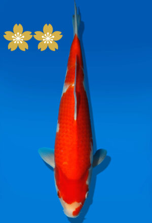 Koi Auktion Dainichi Kohaku JumboTosai Wild - 33cm GT7-1140