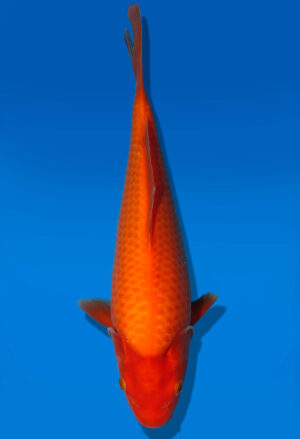 Koi Auktion Dainichi Kohaku JumboTosai RedTiger - 31cm GT7-1141