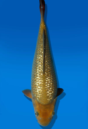 Koi Auktion Dainichi GinrinChagoi JumboTosai BrownMonkey - 33cm GT7-1142