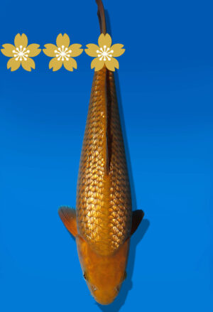 Koi Auktion Dainichi GinrinChagoi JumboTosai BrownMonkey - 36cm GT7-1144