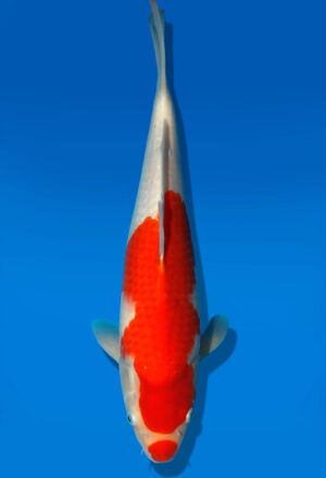 Koi Auktion Dainichi Kohaku JumboTosai Wild - 34cm GT7-1143