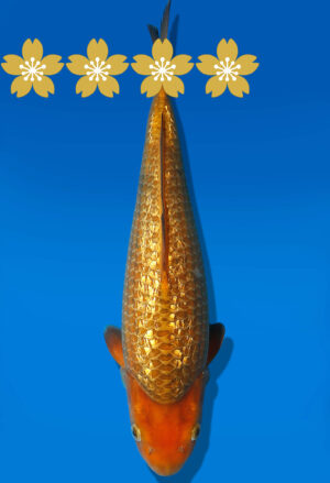 Koi Auktion Dainichi GinrinChagoi JumboTosai BrownMonkey - 34cm GT7-1145