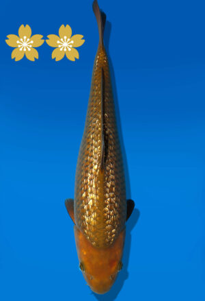 Koi Auktion Dainichi GinrinChagoi JumboTosai BrownMonkey - 37cm GT7-1146