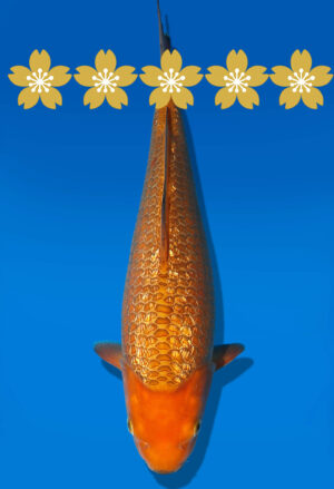 Koi Auktion Dainichi GinrinChagoi JumboTosai BrownMonkey - 35cm GT7-1147