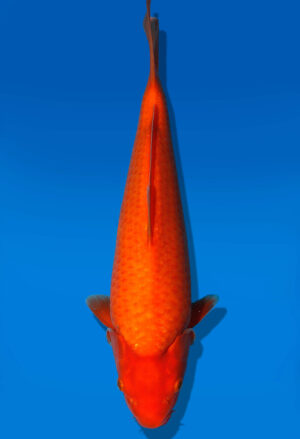Koi Auktion Dainichi Benigoi JumboTosai RedTiger - 31cm T9-1148