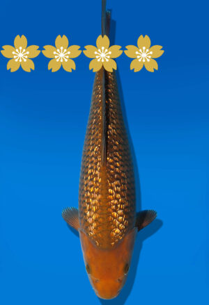 Koi Auktion Dainichi GinrinChagoi JumboTosai BrownMonkey - 33cm KT1-1149
