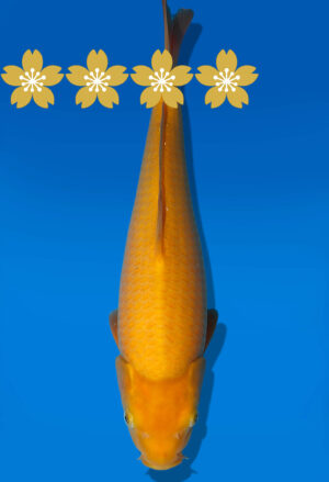 Koi Auktion Dainichi Karashigoi JumboTosai YellowMonkey - 36cm KT1-1150