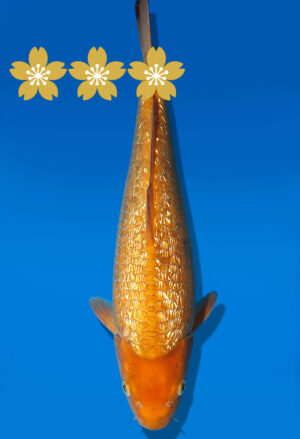 Koi Auktion Dainichi GinrinChagoi JumboTosai BrownMonkey - 35cm KT1-1151